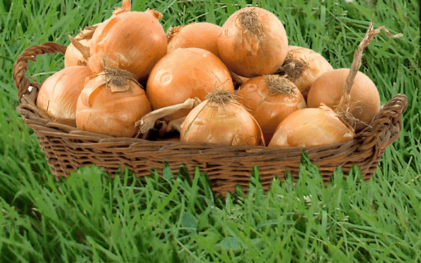  winter onions