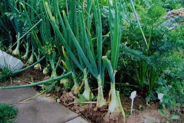  Las zanahorias cultivadas con cebollas crecen más grandes y más jugosas, no impiden la maduración de los bulbos