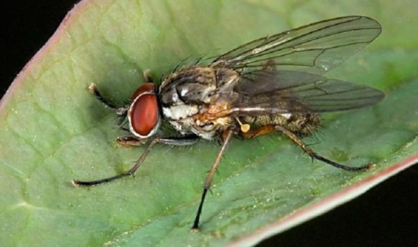  Cipolla vola