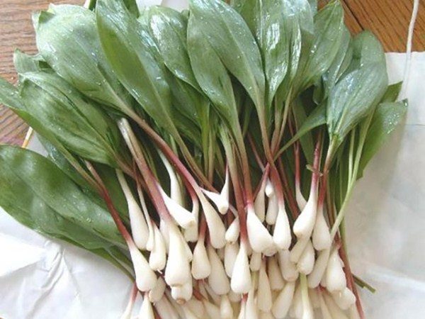  The popularity of wild garlic is due to the high content of vitamins and beneficial substances for the body.