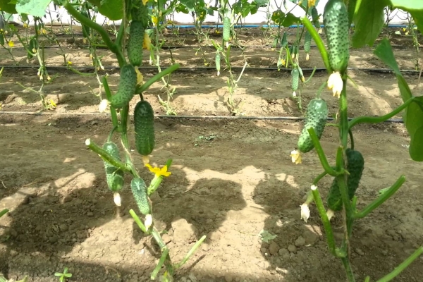 The variety is mid-season, does not require pollination, high-yielding