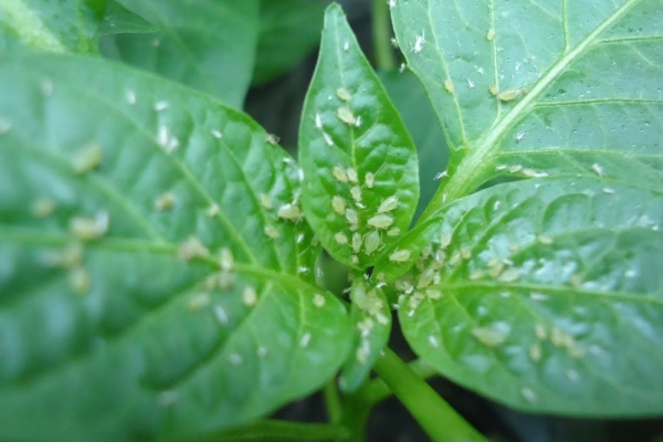  Aphids on pepper leaves
