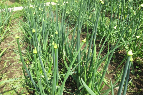  The arrow is a flower stalk, seeds are formed in them