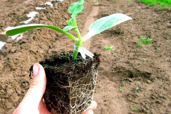  Vaccinating watermelon on a pumpkin: advantages of the procedure, suitable varieties, popular methods