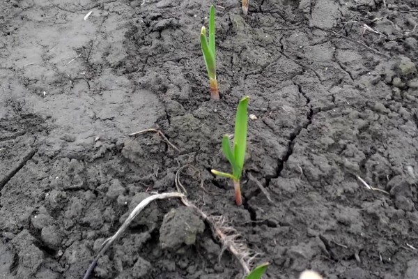  O alho da primavera é plantado no início de março, depois que os primeiros brotos aparecerem, eles precisarão ser tratados.