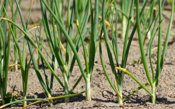  Cipolle gialle nel giardino