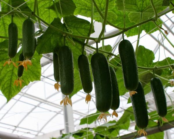  Varietà di cetrioli Murashka