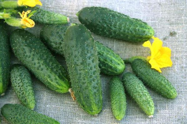 Il peso medio del frutto è di 85-100 g