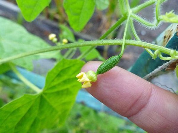  Frutti di varietà Murashka per tutta la stagione