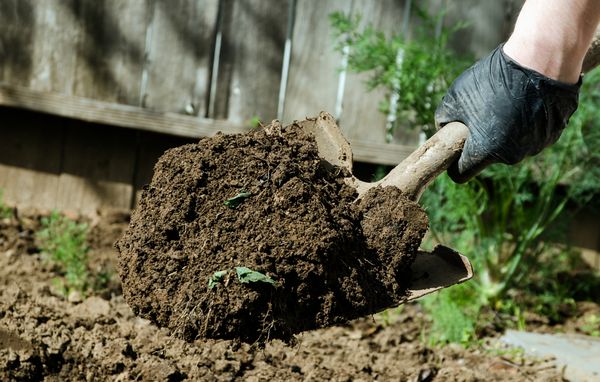  Prima di piantare le piantine è necessario scavare il terreno e rimuovere tutte le infestanti.