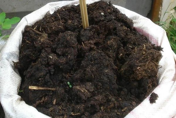  Il letame di cavallo può essere utilizzato come prima alimentazione di piantine