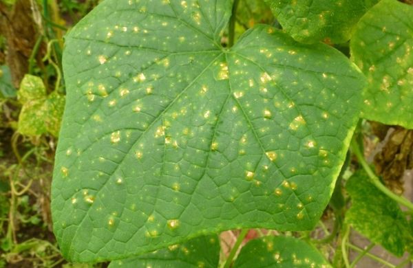  Perinospora sulle foglie di cetriolo