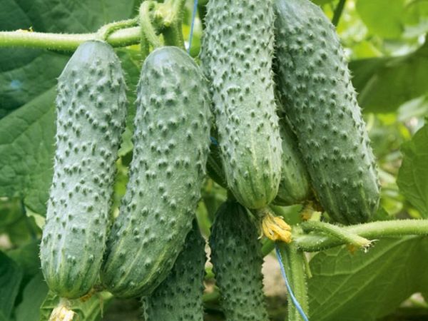  La raccolta può essere effettuata durante l'intero periodo di fruttificazione.