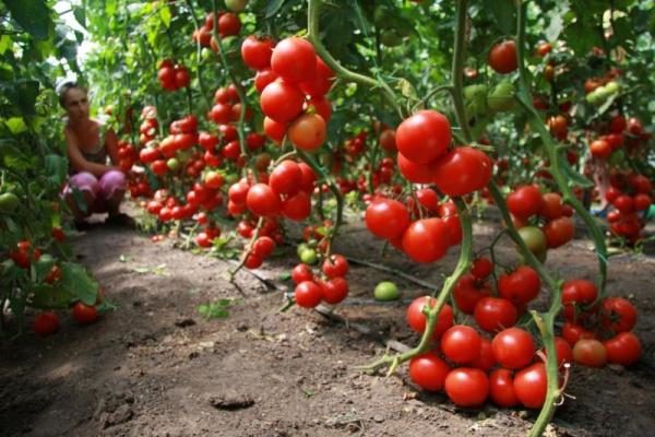  Com cuidado adequado dos arbustos de tomate Blagovest pode obter um alto rendimento