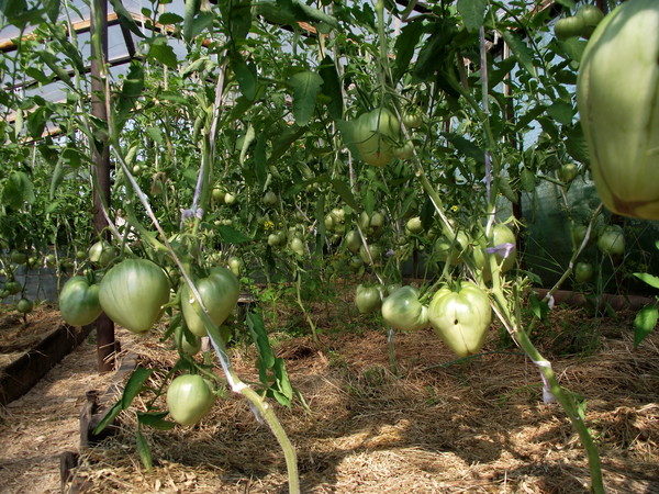  Variedade de tomate Budenovka ganhou grande popularidade devido à sua despretensão para as condições de cultivo e cuidado