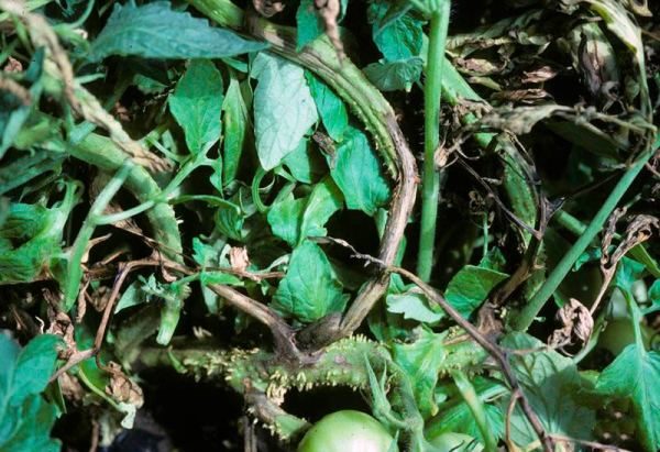  Sintomas de necrose do caule de um tomate