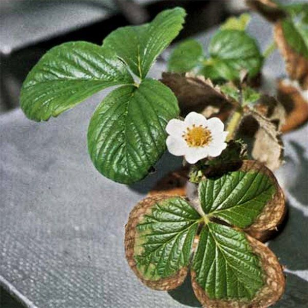  A brown spot infects strawberry leaves from the edges and moves on the leaf.