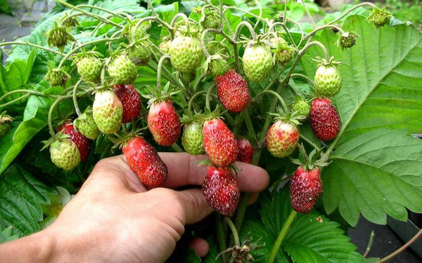  The loss of a large crop can result in the lack of flowering strawberries