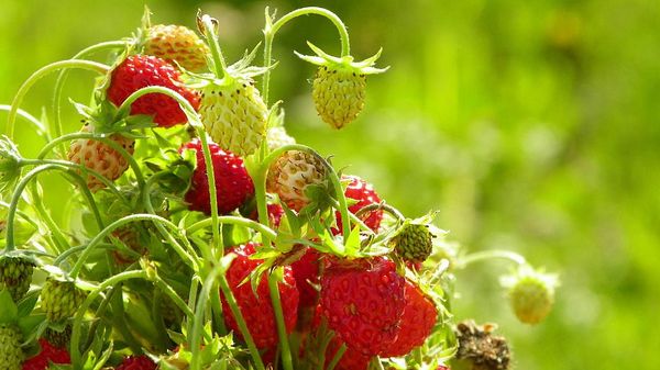  Strawberries must be planted in sunny areas.