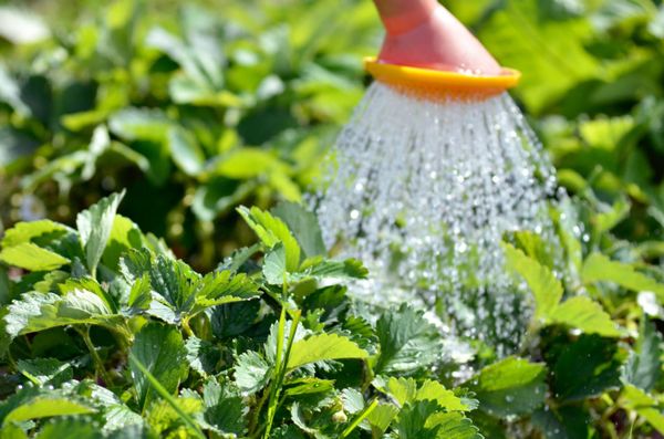  Throughout the growing season, strawberries should be watered regularly.