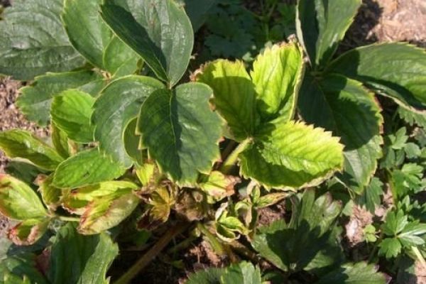  Yellowing of leaves may be due to improper planting.