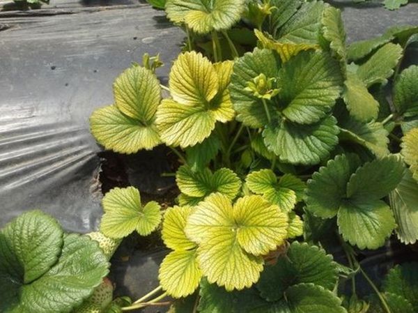  Lemon coloring of strawberry leaves indicates nitrogen deficiency.