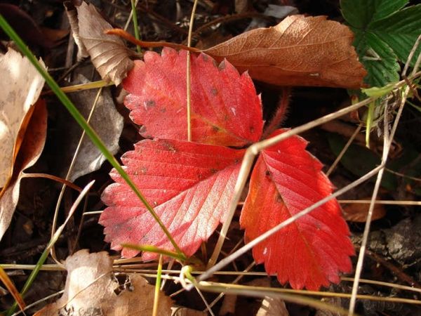  Redness of strawberry leaves in the fall is a natural process.