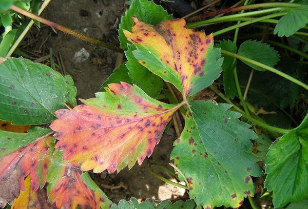  Red-crimson spots can talk about increased acidity of the soil
