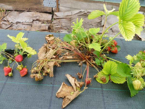  With improper care, strawberry leaves begin to die gradually.
