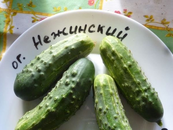  Con una lunghezza di 10 cm i frutti di Nezhinsky hanno un peso di circa 100 grammi