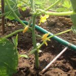  Irrigazione a goccia adatta all'irrigazione sul sistema radicale