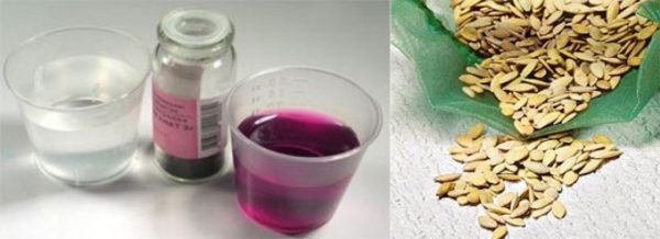  Before planting, cucumber seeds are disinfected with a solution of potassium permanganate
