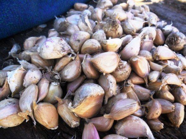  Garlic planting material is best to buy local