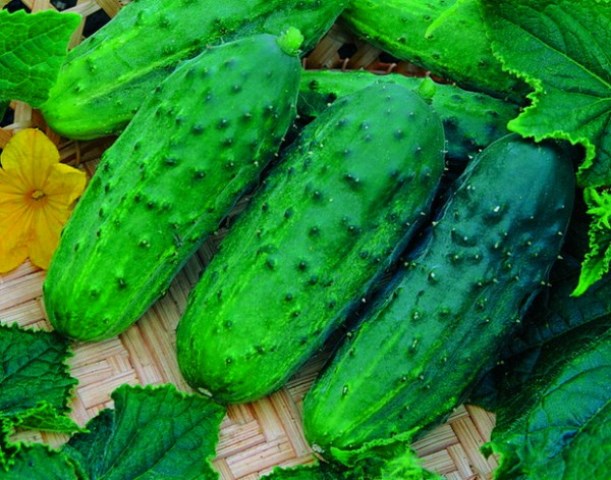  Meringa di cetrioli
