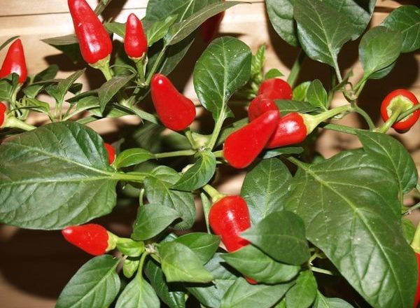  Pepper Spark