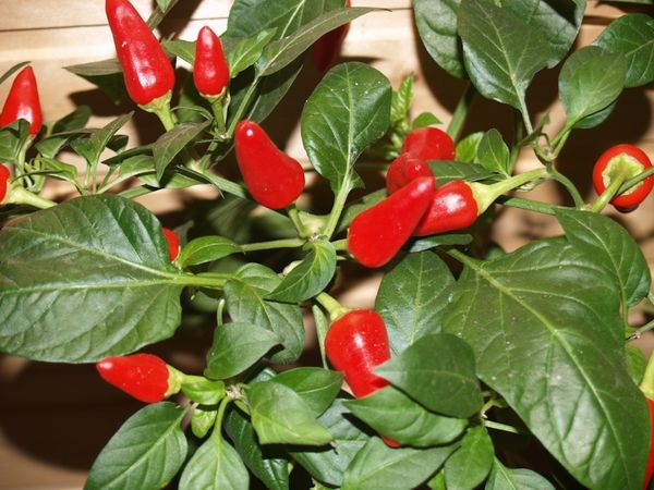 Pepper Spark