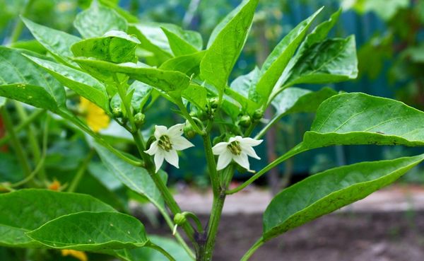  Flowers pepper Spark