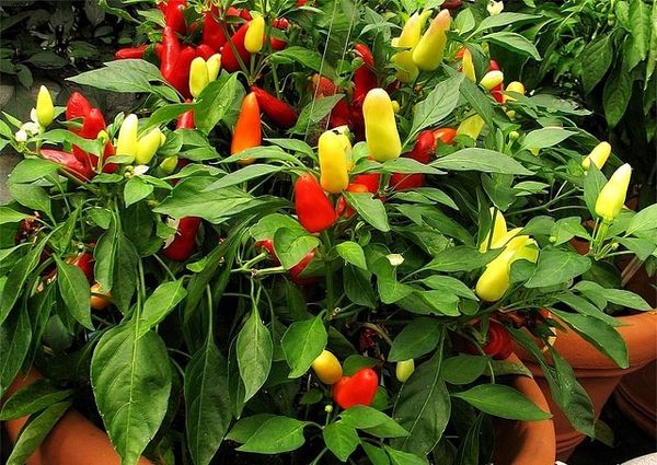  Pepper the Spark differs in a form and color