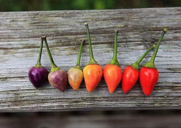 The first harvest can be collected in 2-3 months