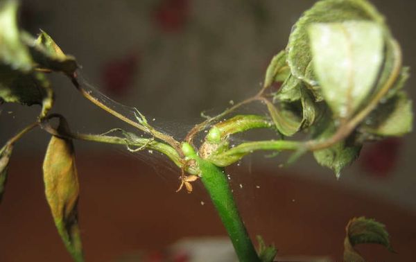  Spider mite on pepper Spark