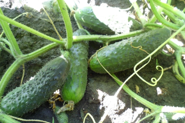  The variety is self-pollinated, suitable for growing in greenhouses and open ground