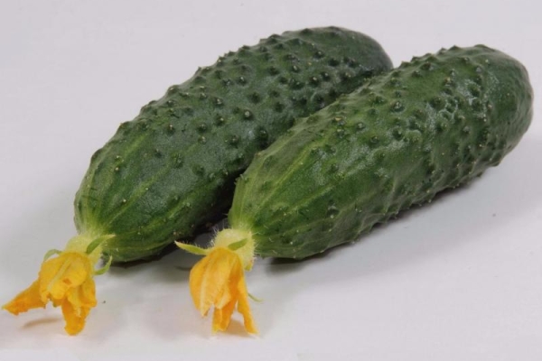  Description and characteristics of the cucumber varieties Marinda f1