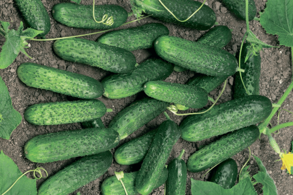  Advantages of the variety: high-yielding and unpretentiousness in the care, self-pollination, excellent taste
