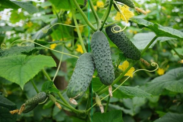  Meringa del cetriolo su una fine del cespuglio su