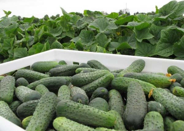 Crop di meringa di cetrioli