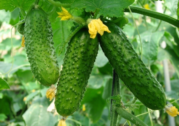  Advantages of the variety: high yield and long shelf life, thin skin and no bitterness