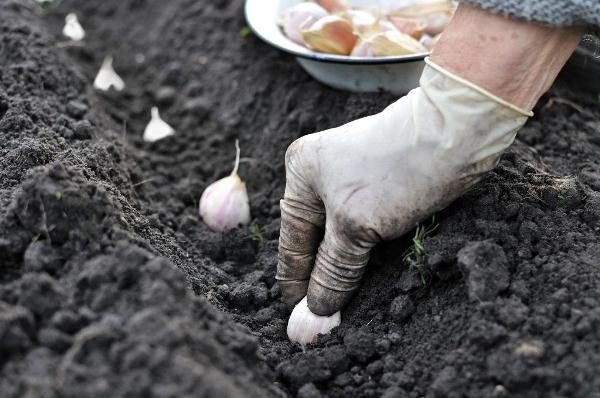  The depth of planting garlic should be at least 5 cm