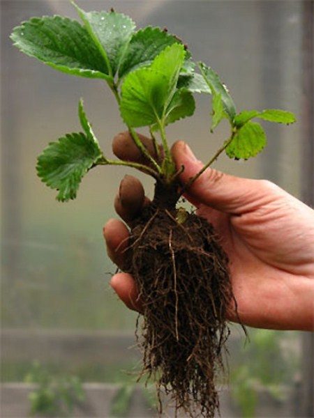  Green strawberry seedling