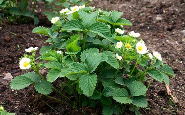  Proper planting strawberries