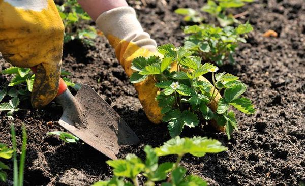 Autumn planting of strawberries allows you to harvest the following year.